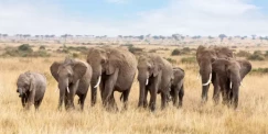 How Can the Study of Elephants Lead to a Rewarding Career?